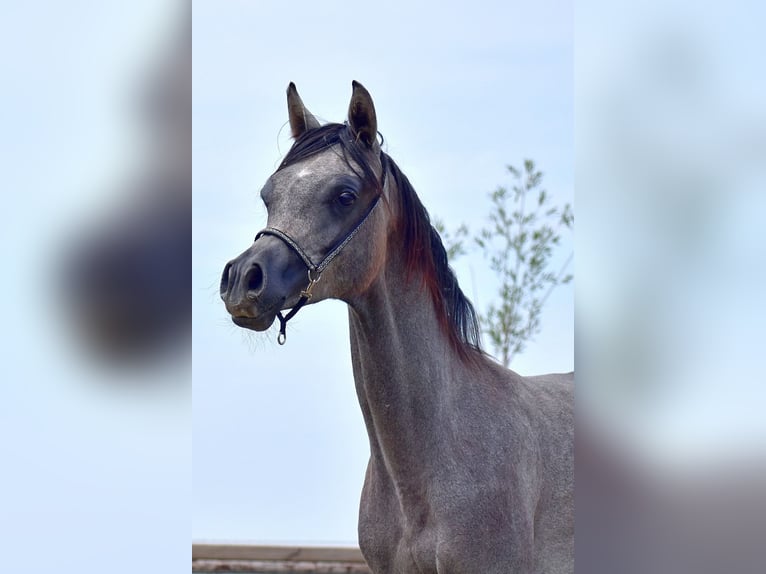 Volbloed Arabier Hengst 1 Jaar Schimmel in Wouwse Plantage