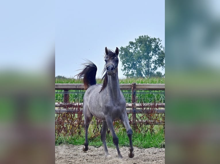 Volbloed Arabier Hengst 1 Jaar Schimmel in Wouwse Plantage