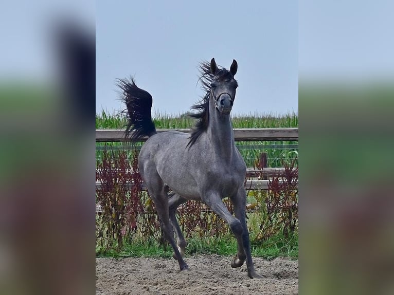 Volbloed Arabier Hengst 1 Jaar Schimmel in Wouwse Plantage