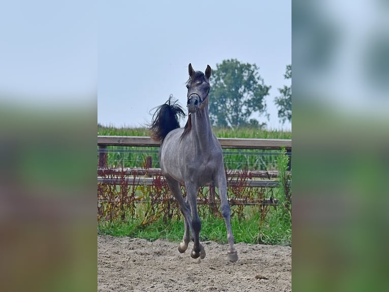 Volbloed Arabier Hengst 1 Jaar Schimmel in Wouwse Plantage