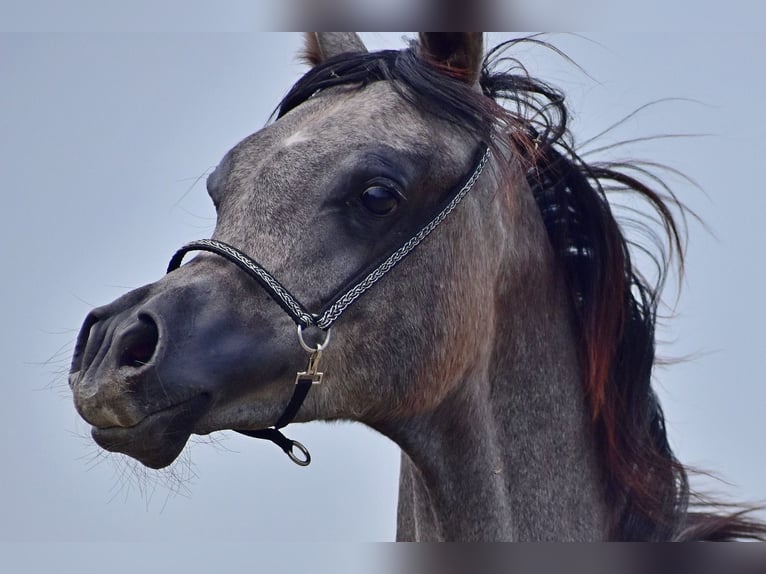 Volbloed Arabier Hengst 1 Jaar Schimmel in Wouwse Plantage