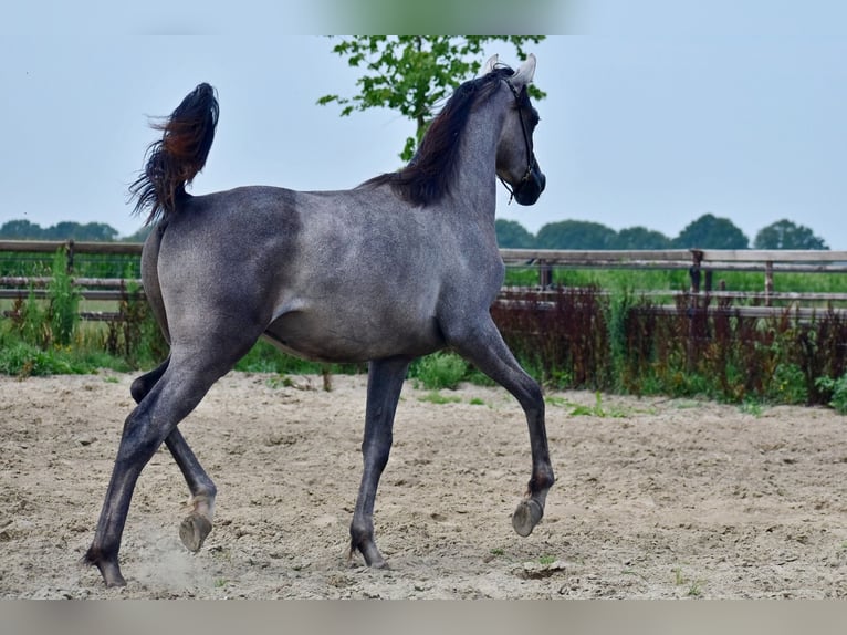 Volbloed Arabier Hengst 1 Jaar Schimmel in Wouwse Plantage