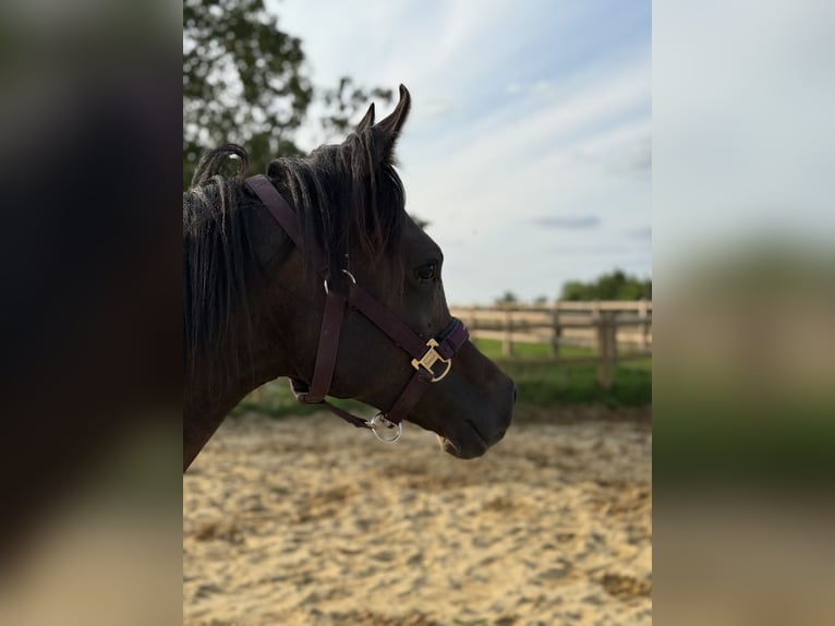 Volbloed Arabier Hengst 1 Jaar Schimmel in Sint-Truiden