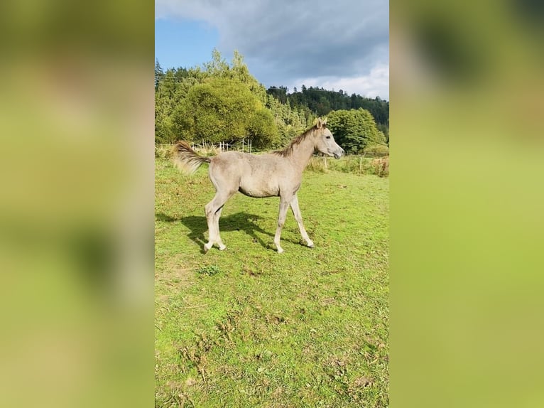 Volbloed Arabier Hengst 1 Jaar Schimmel in Chodová Planá