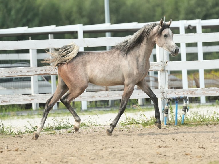 Volbloed Arabier Hengst 1 Jaar Schimmel in Wola Rzędzińska
