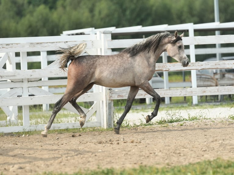 Volbloed Arabier Hengst 1 Jaar Schimmel in Wola Rzędzińska