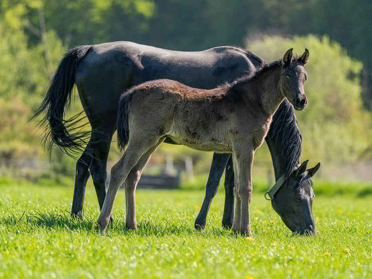 Volbloed Arabier Hengst 1 Jaar Zwart in Herzberg am Harz