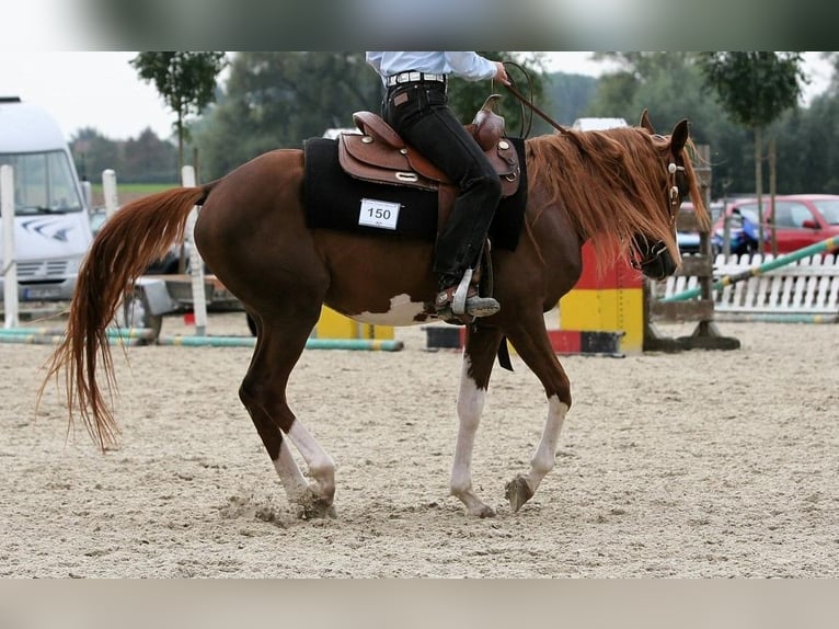 Volbloed Arabier Hengst 24 Jaar 154 cm Vos in Kraichtal