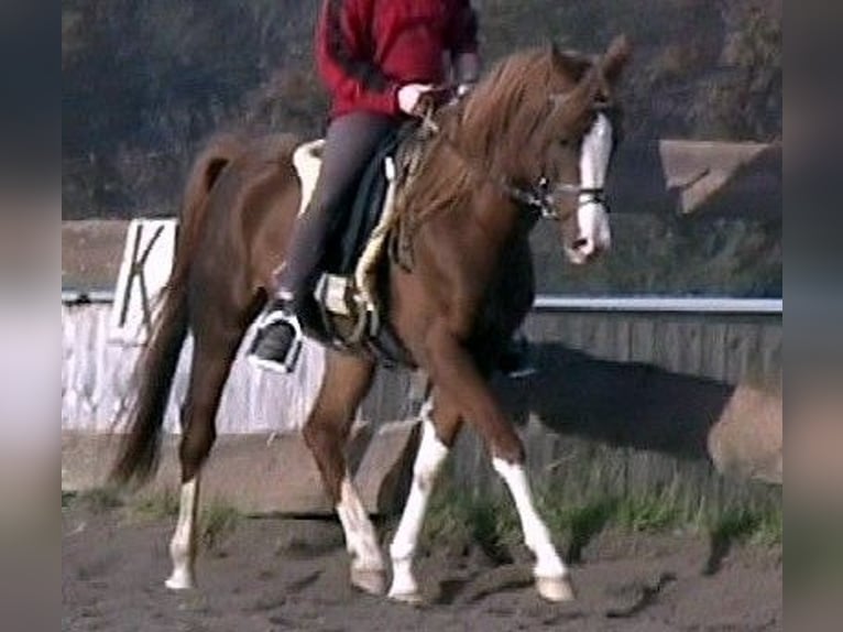 Volbloed Arabier Hengst 24 Jaar 154 cm Vos in Kraichtal