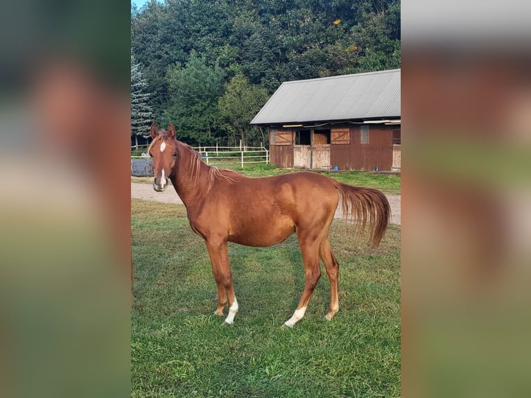 Volbloed Arabier Hengst 2 Jaar 142 cm Donkere-vos in Lubiszyn