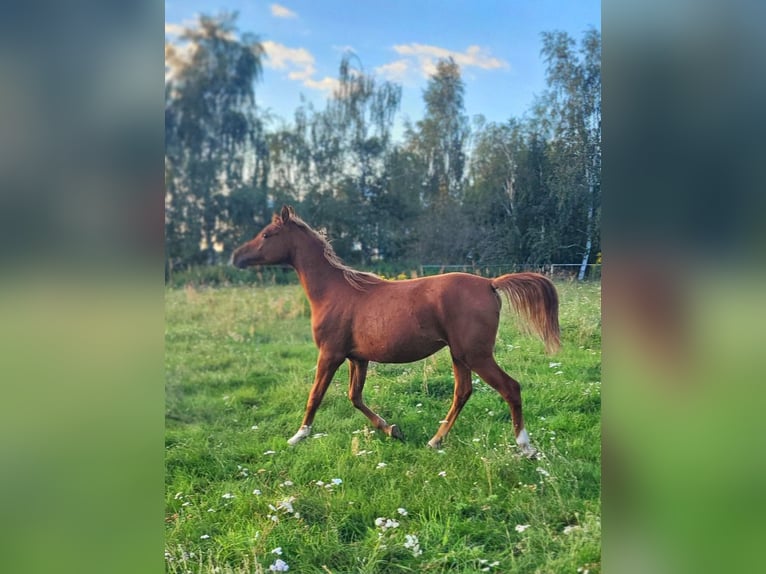 Volbloed Arabier Hengst 2 Jaar 142 cm Donkere-vos in Lubiszyn