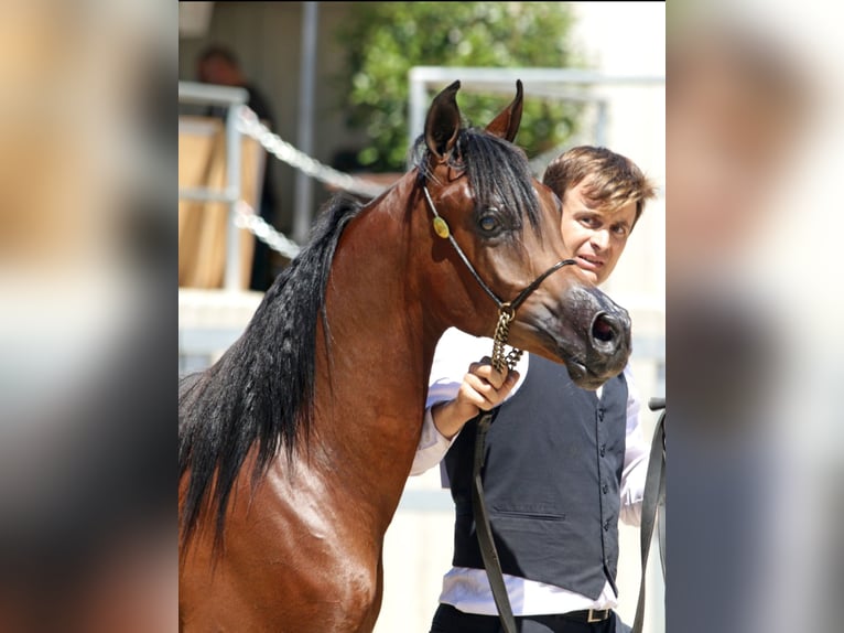 Volbloed Arabier Hengst 2 Jaar 143 cm Bruin in Madrid