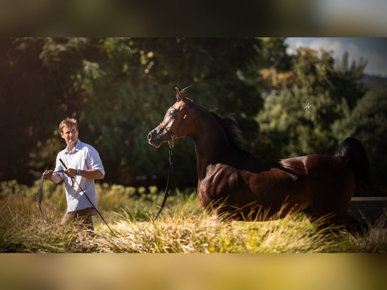 Volbloed Arabier Hengst 2 Jaar 143 cm Bruin in Madrid