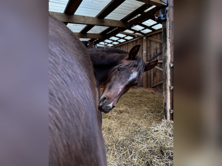 Volbloed Arabier Hengst 2 Jaar 150 cm Donkere-vos in Zeithain