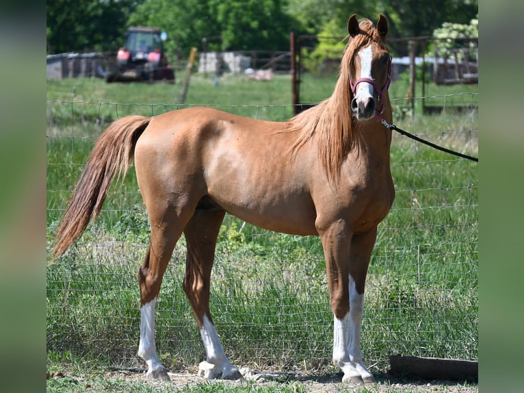 Volbloed Arabier Hengst 2 Jaar 150 cm Donkere-vos in Várpalota