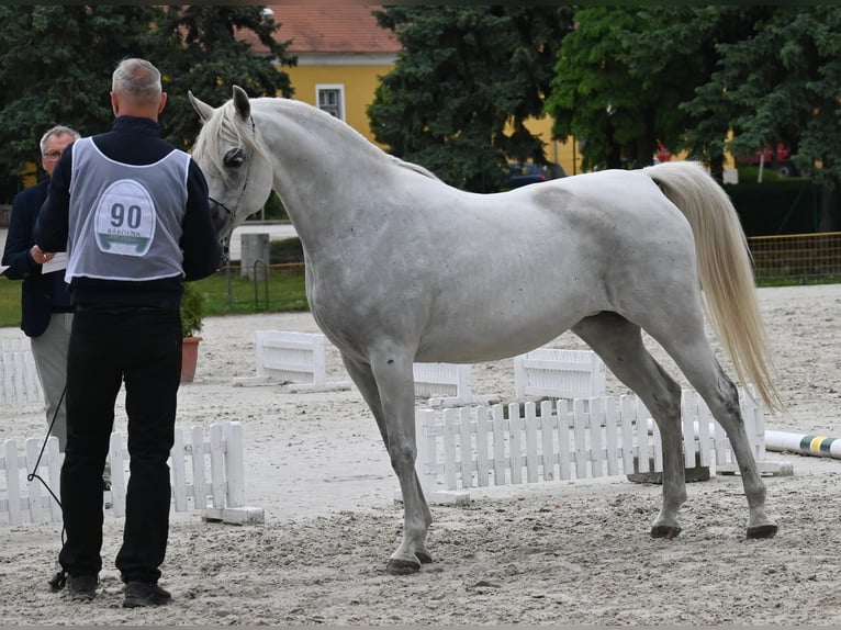 Volbloed Arabier Hengst 2 Jaar 150 cm Schimmel in Várpalota