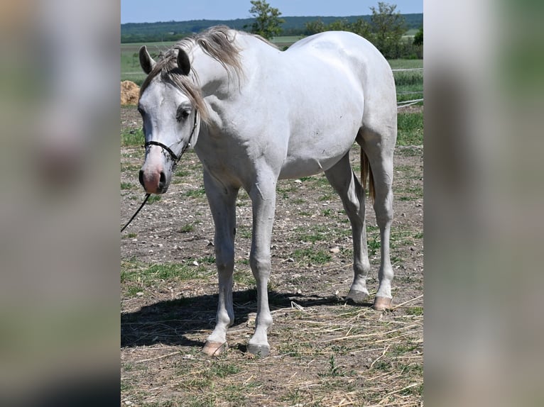 Volbloed Arabier Hengst 2 Jaar 150 cm Schimmel in Várpalota