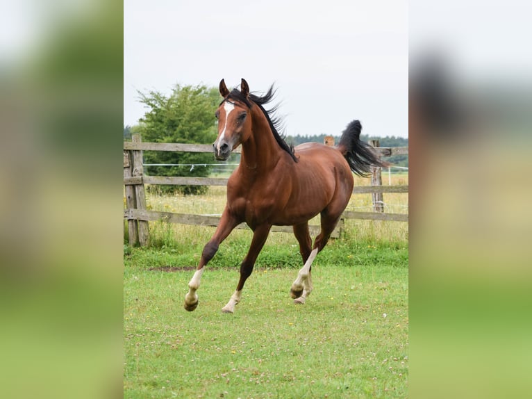 Volbloed Arabier Hengst 2 Jaar 152 cm Bruin in Halin&#xF3;w