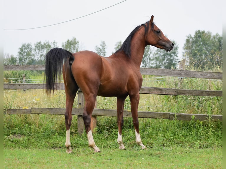 Volbloed Arabier Hengst 2 Jaar 152 cm Bruin in Halin&#xF3;w