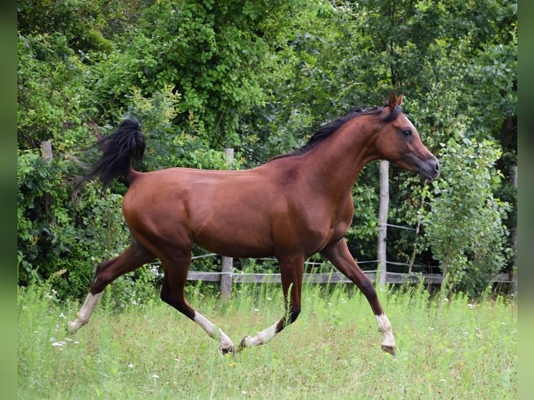 Volbloed Arabier Hengst 2 Jaar 152 cm Bruin in Halin&#xF3;w