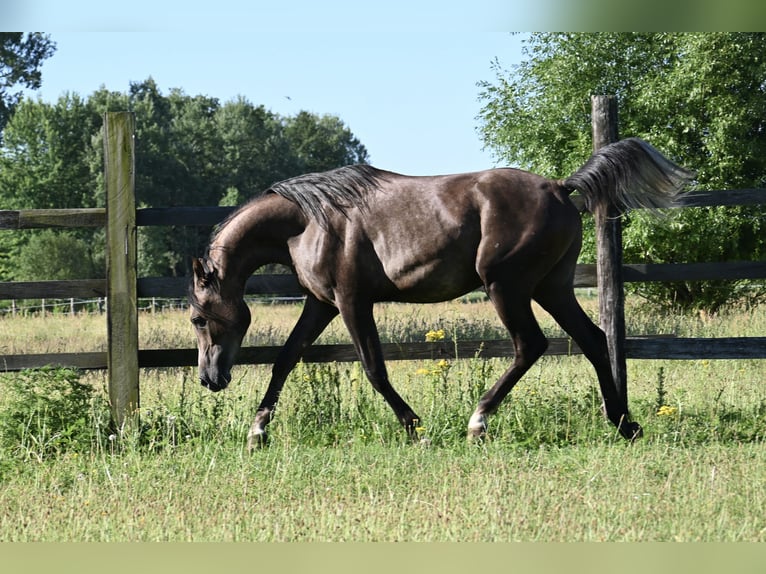 Volbloed Arabier Hengst 2 Jaar 152 cm Donkere-vos in HALIN&#xD3;W