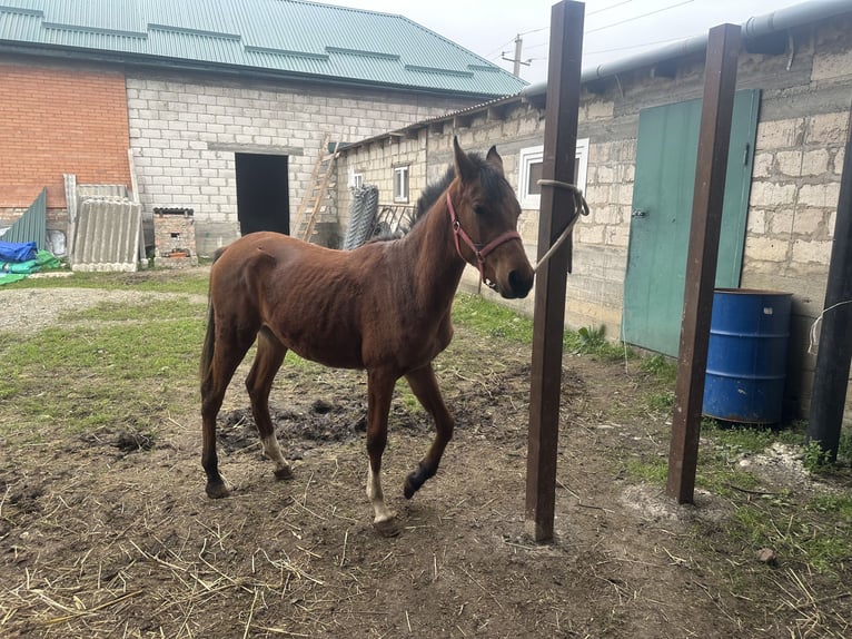 Volbloed Arabier Hengst 2 Jaar 152 cm Donkere-vos in Нестеровская