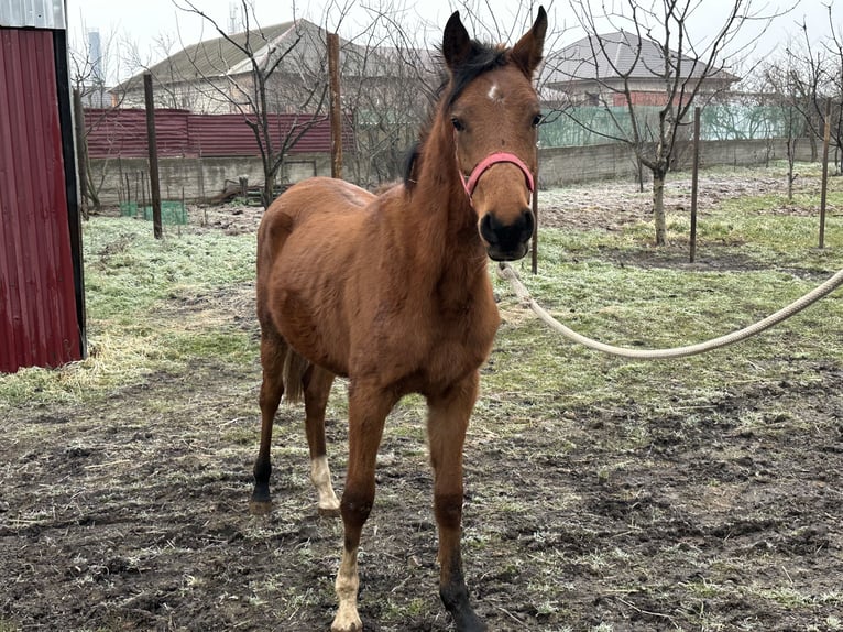 Volbloed Arabier Hengst 2 Jaar 152 cm Donkere-vos in Нестеровская