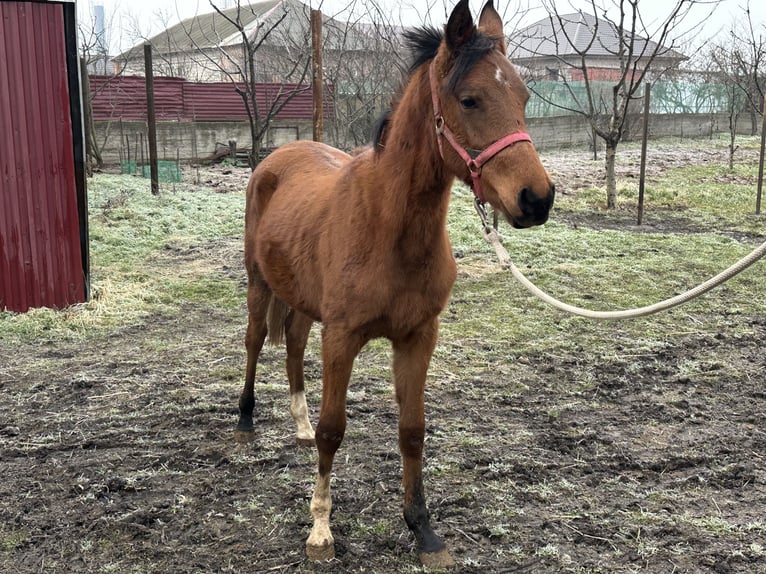 Volbloed Arabier Hengst 2 Jaar 152 cm Donkere-vos in Нестеровская