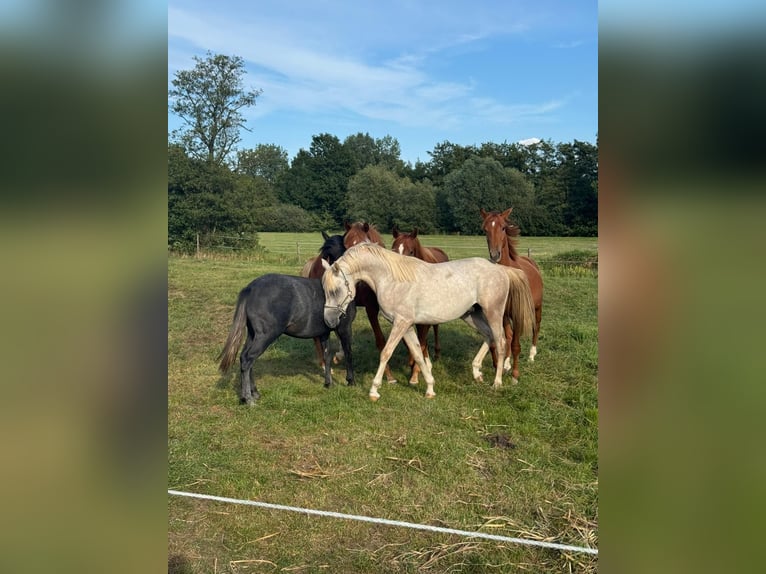Volbloed Arabier Hengst 2 Jaar 152 cm in BleckedeBleckede