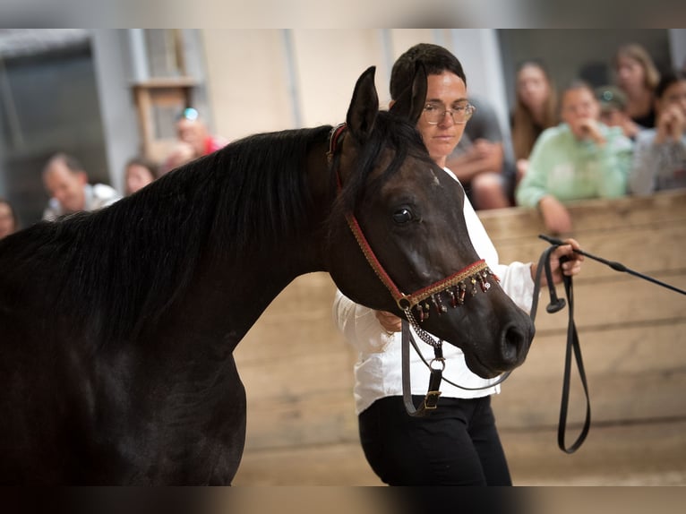 Volbloed Arabier Hengst 2 Jaar 154 cm in Koprivnica