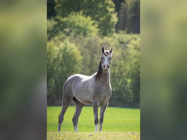 Volbloed Arabier Hengst 2 Jaar 154 cm Schimmel in Gemünden (Felda)