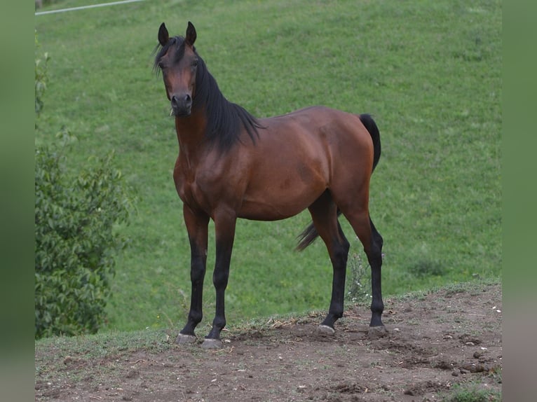 Volbloed Arabier Hengst 2 Jaar 155 cm Bruin in Koprivnica