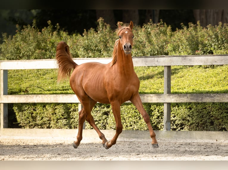 Volbloed Arabier Hengst 2 Jaar 155 cm Vos in Niederkrüchten