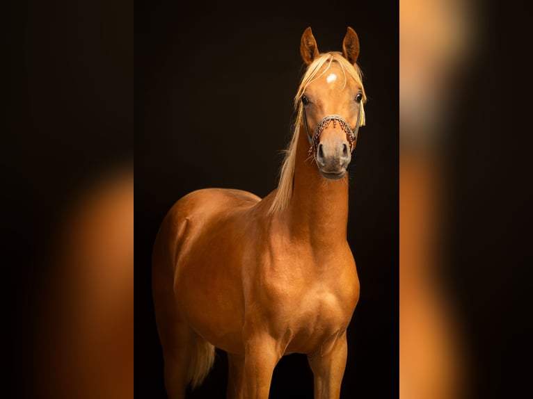 Volbloed Arabier Hengst 2 Jaar 155 cm Vos in Niederkrüchten