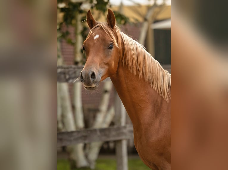 Volbloed Arabier Hengst 2 Jaar 155 cm Vos in Niederkrüchten