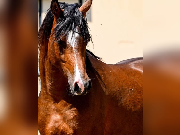 Volbloed Arabier Hengst 2 Jaar 156 cm Roodbruin in Avdira , Xanthi