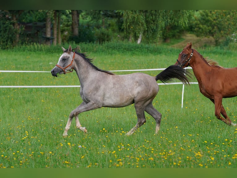Volbloed Arabier Hengst 2 Jaar 158 cm Schimmel in Gemünden (Felda)