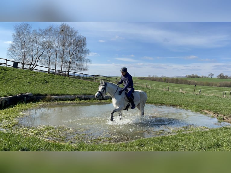 Volbloed Arabier Hengst 2 Jaar 158 cm Schimmel in Gemünden (Felda)