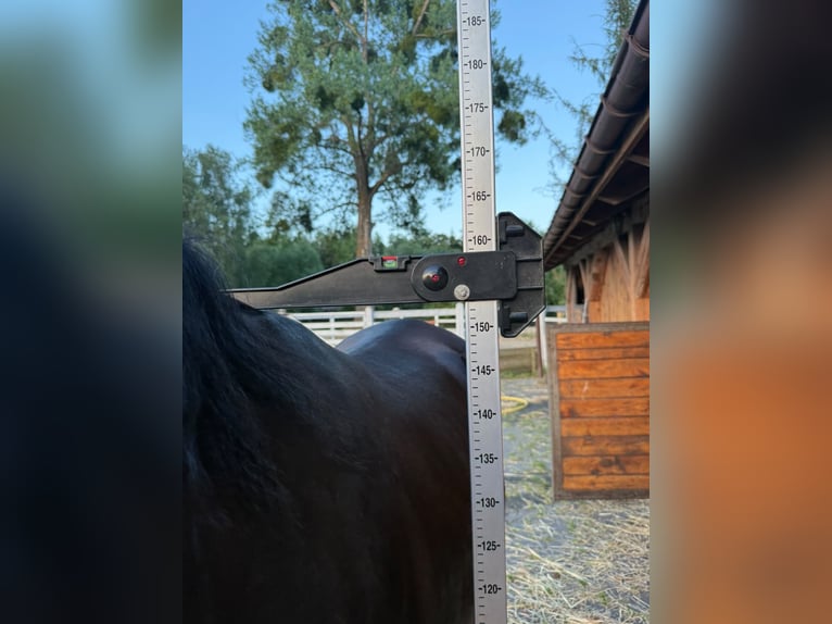 Volbloed Arabier Hengst 2 Jaar 159 cm Zwart in Santok