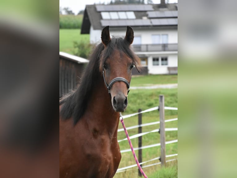 Volbloed Arabier Hengst 2 Jaar in Fisching