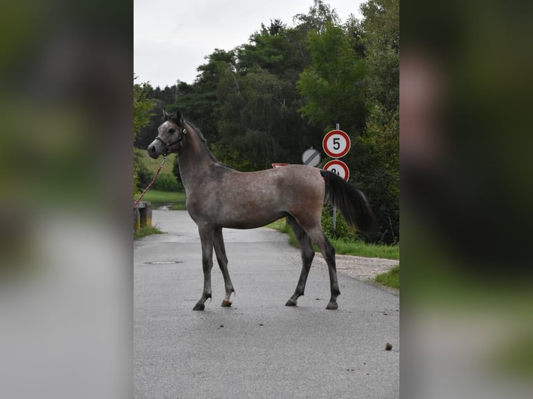 Volbloed Arabier Hengst 2 Jaar in Fisching