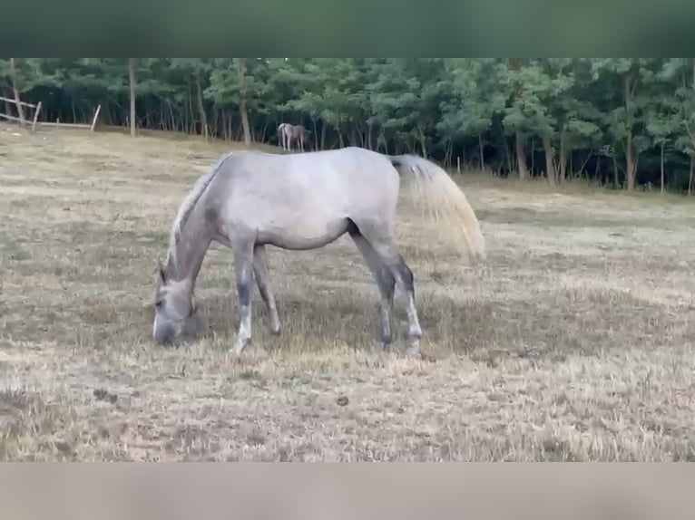 Volbloed Arabier Hengst 2 Jaar Zwartschimmel in Medişa