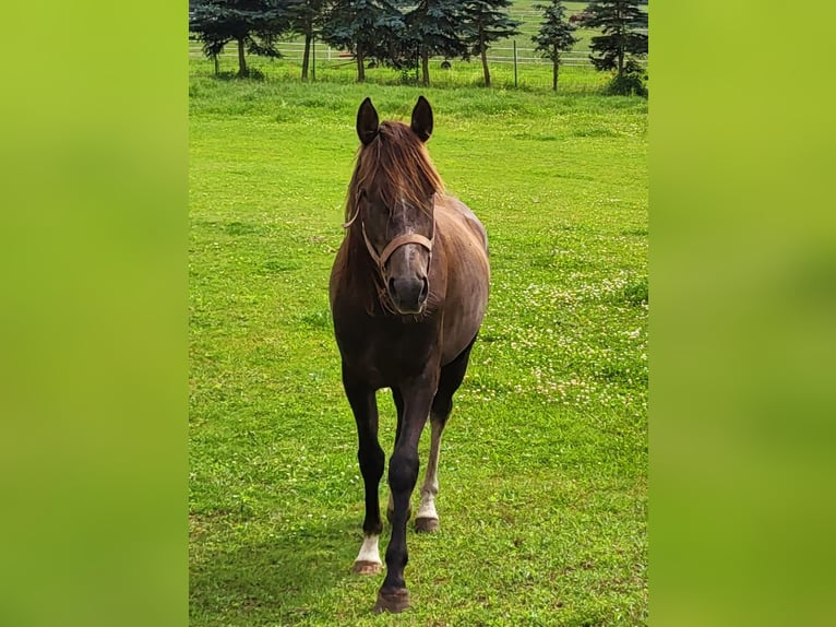 Volbloed Arabier Hengst 3 Jaar 148 cm Schimmel in Lubiszyn