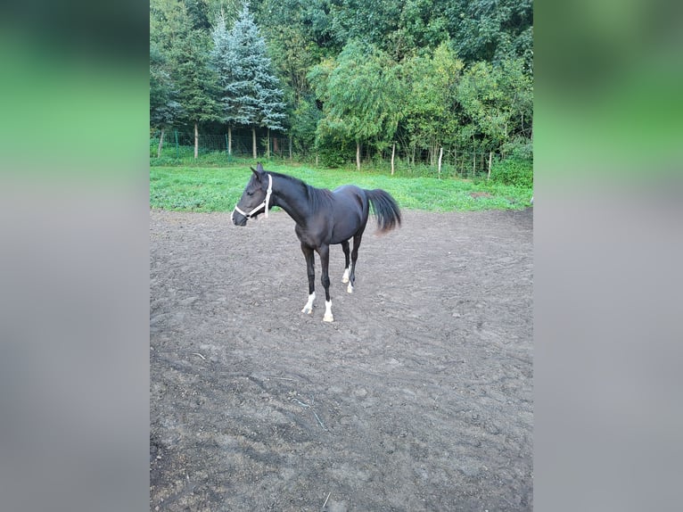 Volbloed Arabier Hengst 3 Jaar 148 cm Zwart in Lubiszyn