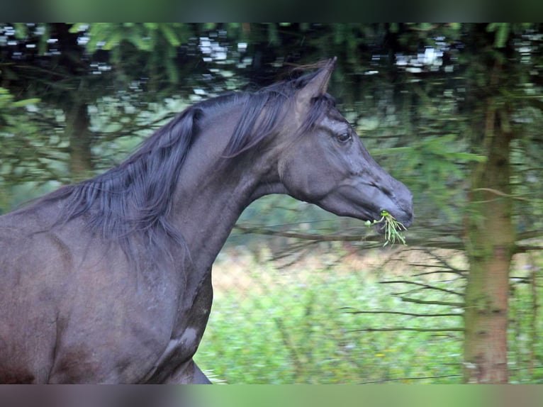 Volbloed Arabier Hengst 3 Jaar 150 cm Zwart in Zalesie