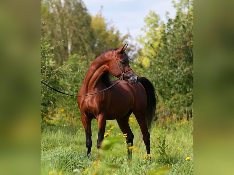 Volbloed Arabier Hengst 3 Jaar 153 cm Bruin in Lodz