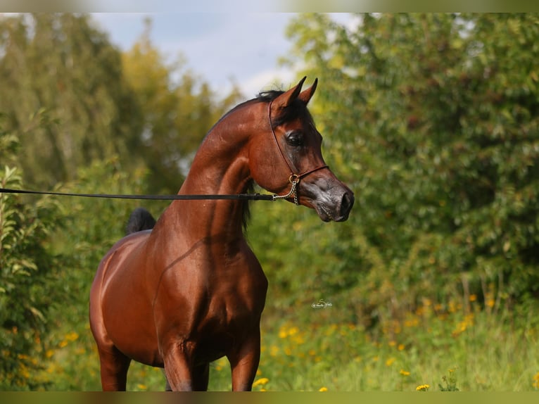Volbloed Arabier Hengst 3 Jaar 153 cm Bruin in Lodz