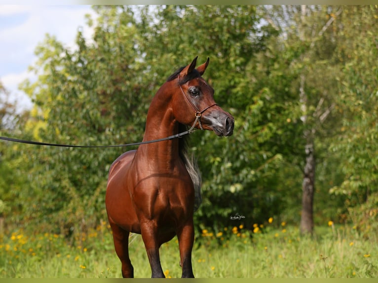 Volbloed Arabier Hengst 3 Jaar 153 cm Bruin in Lodz