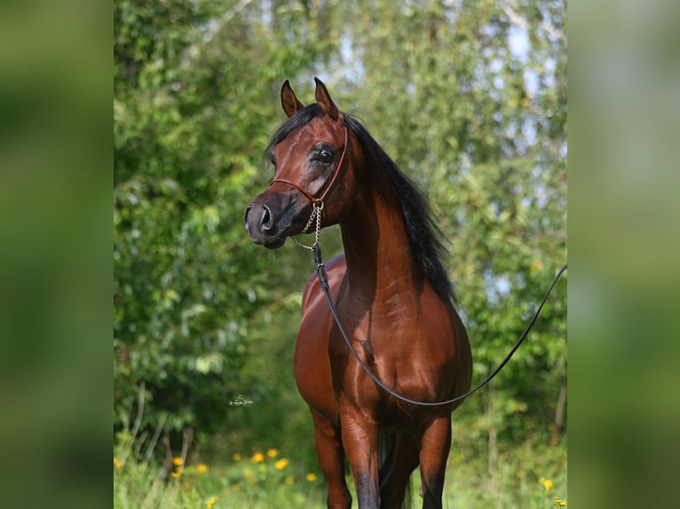 Volbloed Arabier Hengst 3 Jaar 153 cm Bruin in Lodz