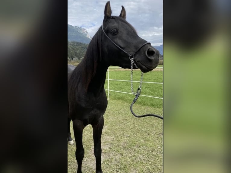 Volbloed Arabier Hengst 3 Jaar 153 cm Zwart in Kramsach